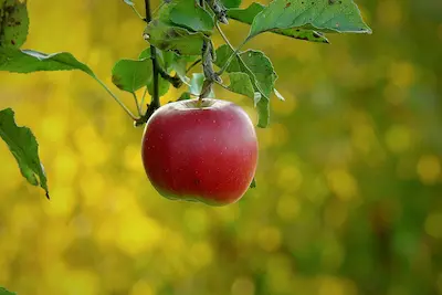 Imagine reprezentativă pentru categoria Sănătate